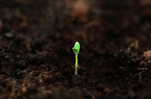 fahim-mohammed-jaseem-SWAHvtC8S2E-unsplash