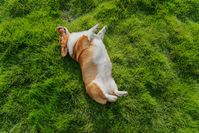 alvan-nee-G0lfUsch6nU-unsplash